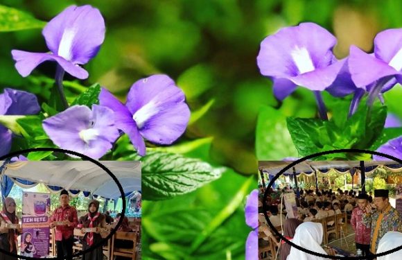 Bunga Telang Merebak Di Lingkungan Sekolah, SMP N 3 Pamotan Punya Cara Beda