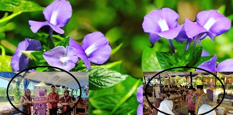 Bunga Telang Merebak Di Lingkungan Sekolah, SMP N 3 Pamotan Punya Cara Beda