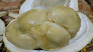 Durian Ngroto, Kecamatan Pancur. (Foto atas) Sri Utami melayani pembayaran durian dengan mesin EDC, Senin malam (27/02).