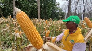 Petani di Kecamatan Sale menggarap lahan persil Perhutani untuk budidaya tanaman jagung.