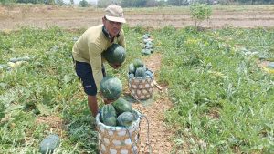 Hasil panen semangka Supardi. (Foto atas) semangka kwalitas super berbobot 8 kilogram.