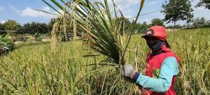 Seorang petani di Kabupaten Rembang memanen padi.
