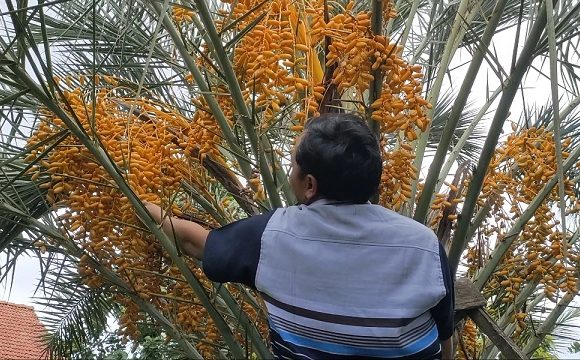 Keajaiban Di Tanah Bitingan, Pohon Kurma Berbuah Lebat