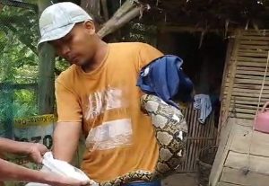 Syaiful Halim, personil Damkar Pemkab Rembang mengamankan ular piton dari dalam kandang milik orang tuanya sendiri, Senin (18/03).