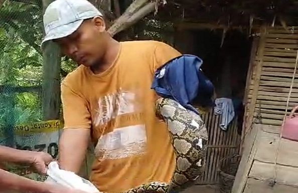Telan 9 Ekor Ayam, Ular Piton Perut Menggelembung Ditangkap
