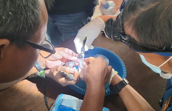 Pengalaman Pertama, Damkar Rembang Lepas Cincin Burung