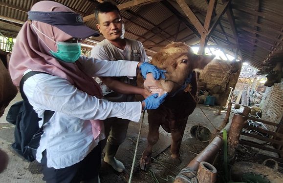 Ribuan Hewan Qurban Diperiksa, Temuan Bekas Luka LSD Bahaya Tidak ??