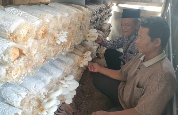 Budidaya Jamur Tiram, Baznas Rembang Libatkan Puluhan Warga!! Pemasaran Bagaimana ??