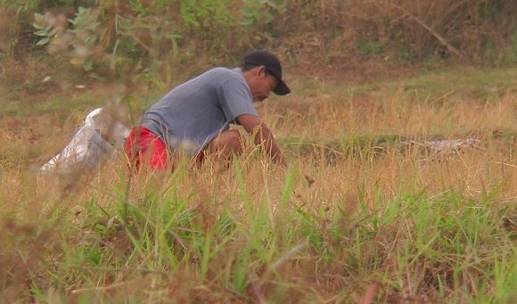Padi Gagal Panen Dapat Ganti Uang 6 Juta, Bagaimana Caranya ??