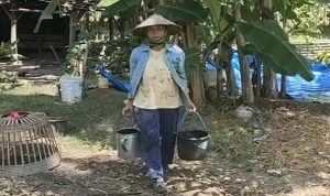 Warga Desa Kaliombo di sekitar lokasi pembangunan embung, biasa membeli air untuk mengairi tanaman.