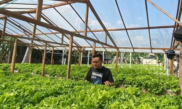 Petani Muda, Sukses Kembangkan Selada Belanda