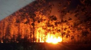 Kebakaran hutan di sebelah selatan Desa Telgawah Kecamatan Gunem Kabupaten Rembang Jawa Tengah.