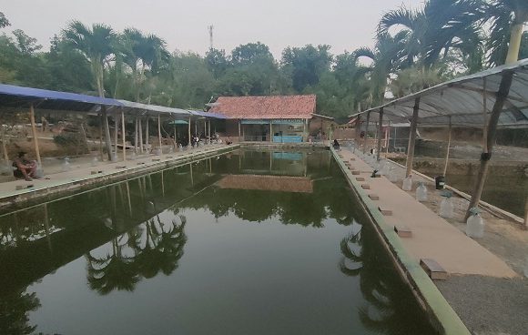 Palem Putri Yang Ngangeni, Tiap Malam Minggu Digelar Event Galatama
