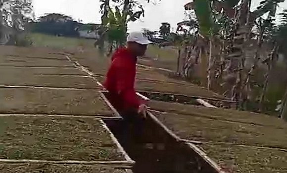 Soal Harga, Petani Tembakau Non Mitra Tersenyum Lega