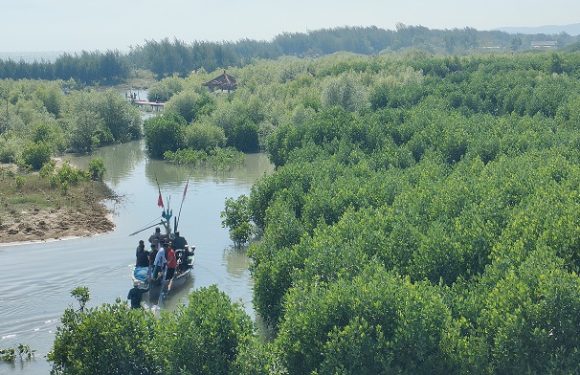 Hutan Bakau Dan Kekhawatiran Terbesar, Jelang Musim Penghujan