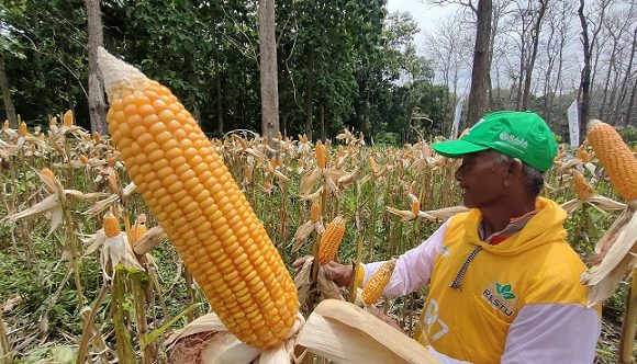 Berlimpah Jagung Dan Limbah Ikan, Tapi Sayang Belum Ada Pabrik Pakan