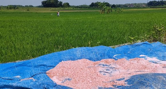 Pupuk Palsu Beredar, Petani Diberi Cara Mudah Untuk Mendeteksi