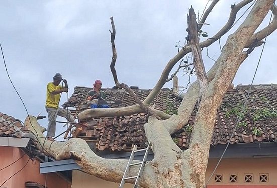 12 Pohon Tumbang Timpa Bangunan Dan Mobil, Penanganan Dilanjutkan Sampai Hari Jum’at Ini