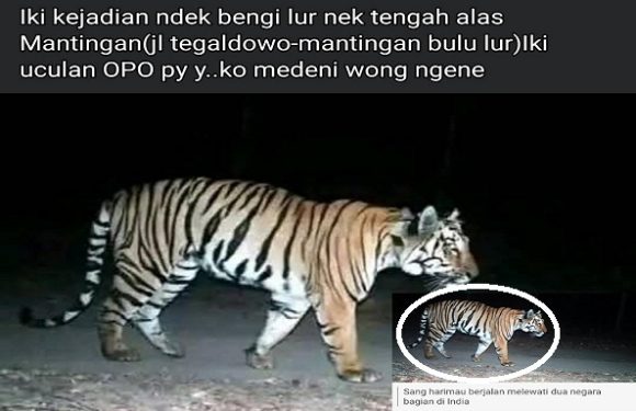 Hoax Atau Fakta?? Gambar Harimau Melintas Di Jalan Hutan Tegaldowo – Mantingan
