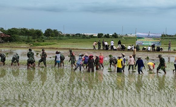Ternyata Ini Alasannya, Kenapa Petani Diminta Lakukan Percepatan Tanam Padi