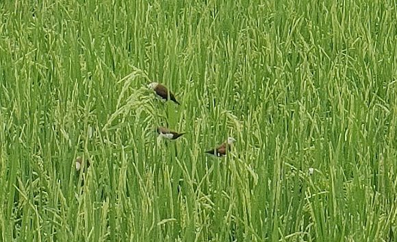 Bulog Wajib Beli Gabah Petani Rp 6.500 Per Kg, Muncul Kendala Lapangan Di Rembang