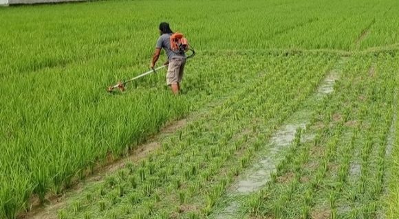 Yang Belum Paham Menganggap Tindakan Gila, Padahal Pruning Padi Memiliki Beragam Manfaat