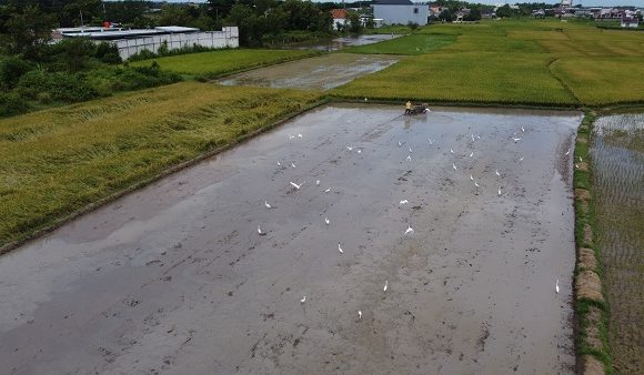 Sekira 4.200 Hektar Sudah Walik Dami, Tiga Faktor Pendukung Ini Yang Membuat Petani Semangat