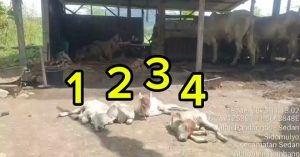 4 ekor anak sapi di Desa Sidomulyo Kecamatan Sedan.