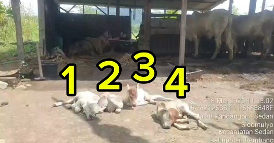 Kasus Langka, Baru Pertama Di Rembang!!! Indukan Langsung Lahirkan 4 Ekor Sapi Sekaligus