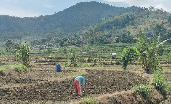 Pasca Tembakau Kebanjiran Di Kab. Rembang, Petani Kerja Keras Lakukan Cara Ini