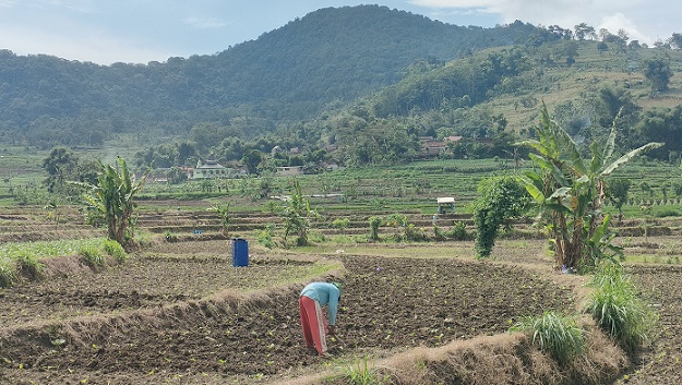 Pasca Tembakau Kebanjiran Di Kab. Rembang, Petani Kerja Keras Lakukan Cara Ini