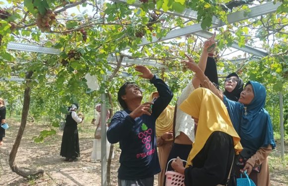 Ubah Tanah Bengkok Menjadi Agrowisata, D’NA Garden Suguhkan 15 Jenis Anggur Kepada Pengunjung
