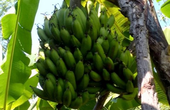 Buah Pisang Bercabang 3 Di Desa Labuhan Kidul, Ternyata Ini Sosok Pemiliknya