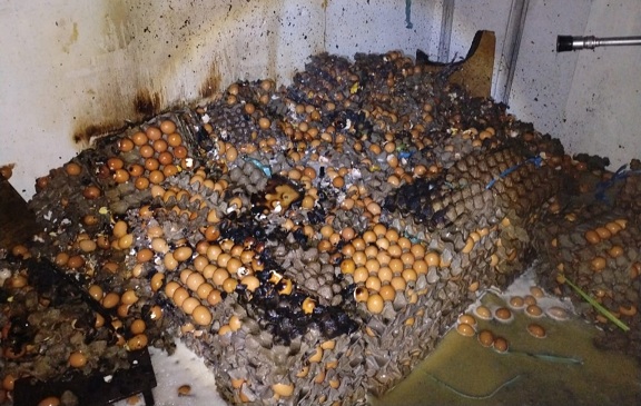 Kios Altha Telur Terbakar, Pemicunya Diduga Puntung Rokok