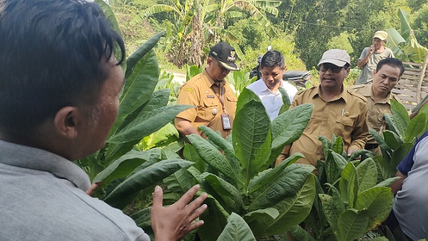 Kualitas Menurun Tahun 2025, Bagaimana Dengan Harga Tembakau Di Kabupaten Rembang
