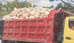 Truk tambang mengangkut batu kapur di Kabupaten Rembang.