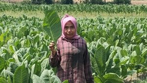 Seorang petani tembakau di Desa Karangharjo Kecamatan Sulang menunjukkan hasil panen, baru-baru ini.