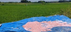 Ilustrasi pemupukan tanaman padi.