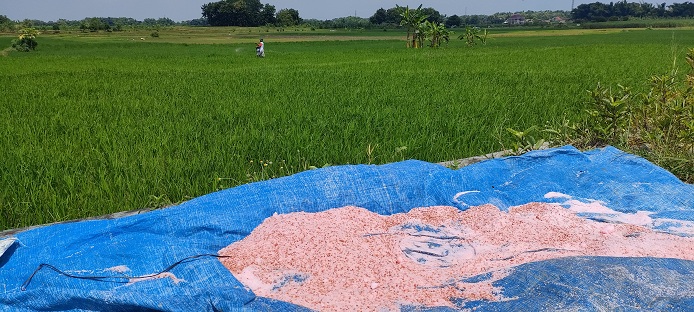 Yukk..Monggo Dicek, Berapa Sisa Stok Pupuk Subsidi Di Kab. Rembang Tahun 2025