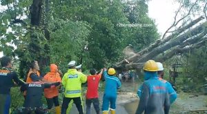 Aparat bersama relawan gabungan melakukan pemotongan pohon asam di jalan perbatasan Pamotan – Gunem, turut tanah Desa Pragen Kecamatan Pamotan, Senin sore (12/01).