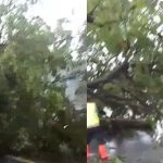 Pohon ambruk menutupi jalur Pantura Desa Trahan, Kecamatan Sluke, Kamis pagi (15/01).