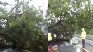 Pohon ambruk menutupi jalur Pantura Desa Trahan, Kecamatan Sluke, Kamis pagi (15/01).