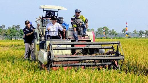 Panen Raya Padi Di Desa Mojorembun, Petani Ungkap Hasil Keuntungan