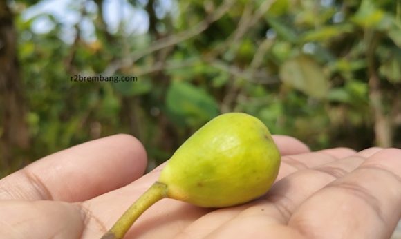 Buah Surga Tumbuh Subur Di Rembang, Berapa Harga Bibit Dan Hasil Panen Buah Tin ??