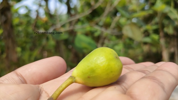 Buah Surga Tumbuh Subur Di Rembang, Berapa Harga Bibit Dan Hasil Panen Buah Tin ??