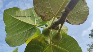 Buah Tin, di kebun milik Paminto Dwi Atmojo, depan GOR Mbesi Rembang.