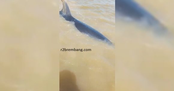 Penyelamatan Ikan Lumba-Lumba Tidak Bisa Ditarik Sembarangan, Ini Alasannya (Temuan Lumba-Lumba Terdampar Di Pantai Bonang)