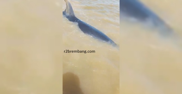 Penyelamatan Ikan Lumba-Lumba Tidak Bisa Ditarik Sembarangan, Ini Alasannya (Temuan Lumba-Lumba Terdampar Di Pantai Bonang)