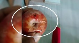 Salah satu orang tua murid di Kecamatan Sumber, menunjukkan buah apel MBG yang busuk, hari Jum’at (17/04).