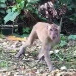 Kera masuk ke permukiman penduduk di Desa Gunem, Kecamatan Gunem.